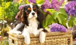 Kavaler king charles spaniel (fotó): igazi úriember a kutyák világában